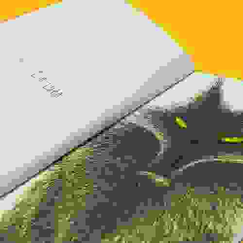 Miolo Este é o lobo