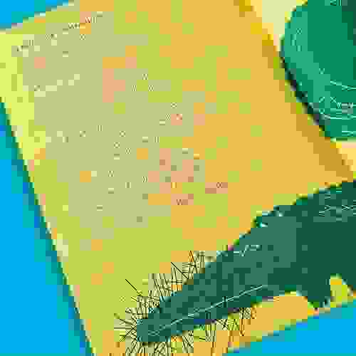 Miolo Um passarinho me contou