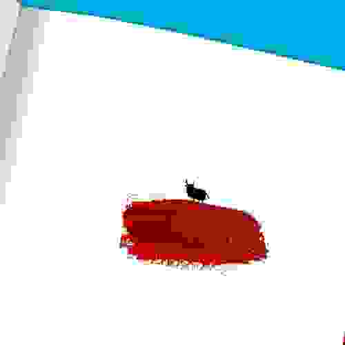 Touro vermelho