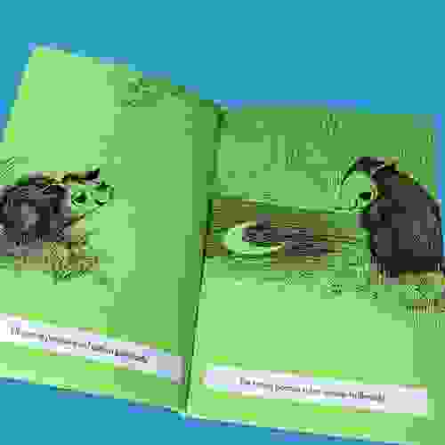 O gambá que não estava Foto2