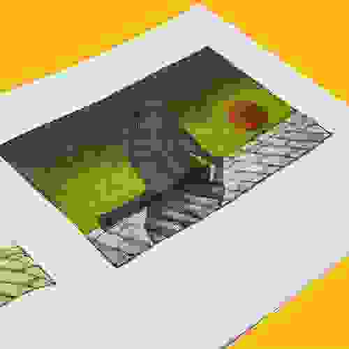Miolo Haicais visuais