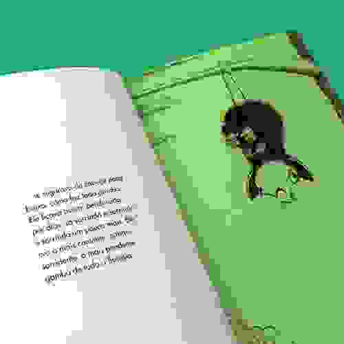 O gambá que não estava Foto3