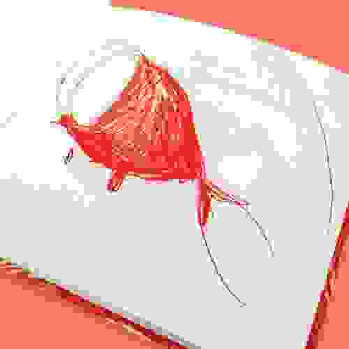 Miolo Abril, o peixe vermelho