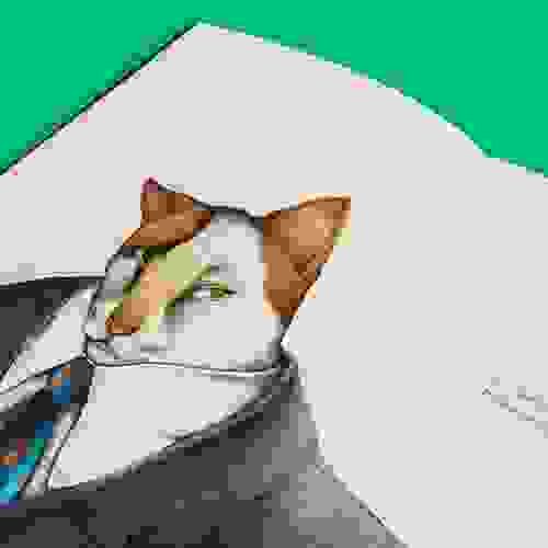 Miolo Por que os gatos não usam chapéu