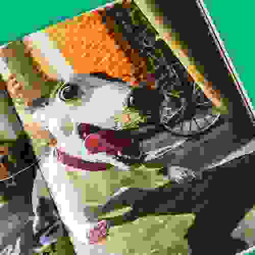 Miolo Eu sou cachorro